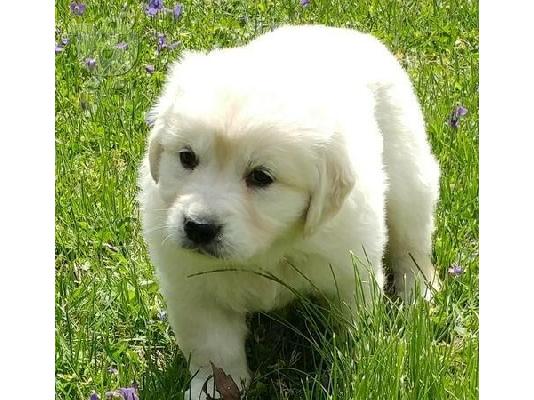 PoulaTo: Όμορφα Golden Retriever κουτάβια